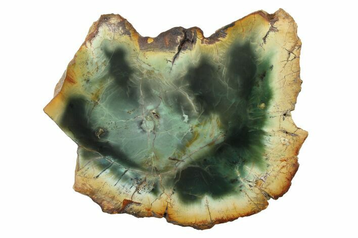 Green Chromium Petrified Wood (Woodworthia) End-Cut - Zimbabwe #336475